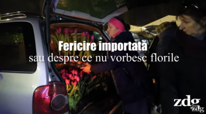 Culisele afacerilor cu flori. Imagini cu camera ascunsa - fericire importata sau despre ce nu vorbesc florile - VIDEO/ZdG.md