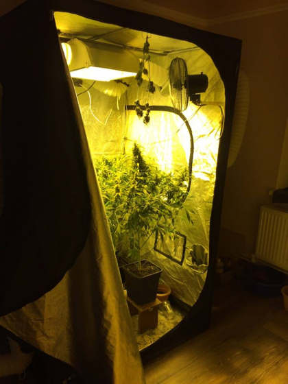 Cresteau cannabis, chiar in apartamentele lor din Cahul. Sase persoane, retinute de politie. Ce au gasit oamenii legii in apartamentele acestora - VIDEO