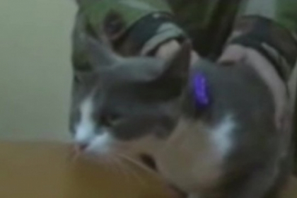 "Cannabis cat". Pisica ce livra droguri detinutilor, vedeta la BBC: Ce a scris presa mondiala