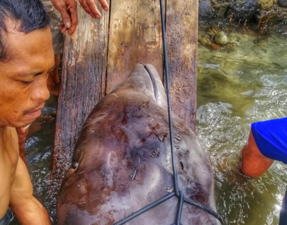 Ce se afla in stomacul unei balene gasita moarta pe o plaja din Filipine. FOTO
