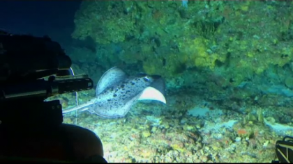 Descoperire importanta facuta in Oceanul Indian, la 100 de metri adancime Descoperire importanta facuta in Oceanul Indian, la 100 de metri adancime