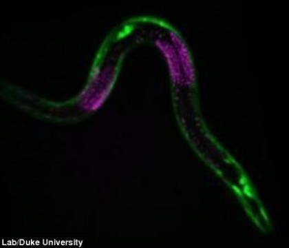 Ar putea fi cheia tineretii. Cercetatorii au descoperit un organism care isi poate opri dezvoltarea
