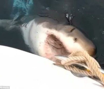 Un grup de pescari din SUA a filmat "atacul" unui rechin. VIDEO Un grup de pescari din SUA a filmat "atacul" unui rechin. VIDEO