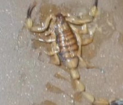 A gasit un scorpion in lada cu banane dintr-un supermarket Walmart din Statele Unite. Reactia clientilor