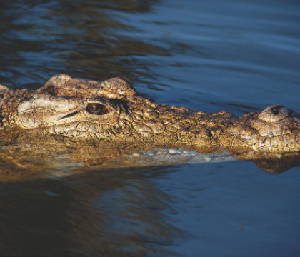 Englezii, ingroziti de un crocodil care ar vana in apele raului Avon