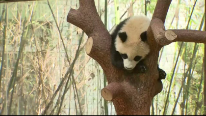 Motivul pentru care un panda urias refuza sa se miste. E pazit ca sa nu cada din copac