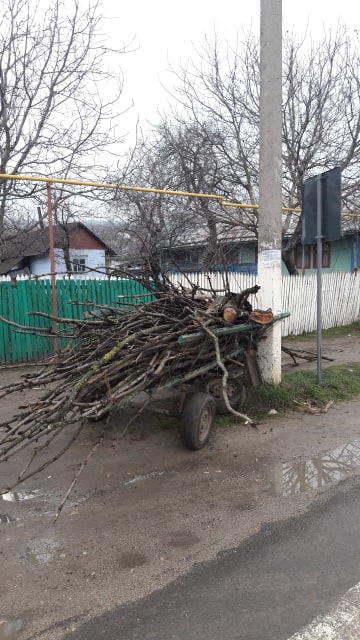 Un tanar, transportat la spital dupa ce s-a izbit cu caruta intr-un pilon electric in Hancesti. Aceasta era incarcata cu lemne - GALERIE FOTO Un tanar, transportat la spital dupa ce s-a izbit cu caruta intr-un pilon electric in Hancesti. Aceasta era incarcata cu lemne - GALERIE FOTO