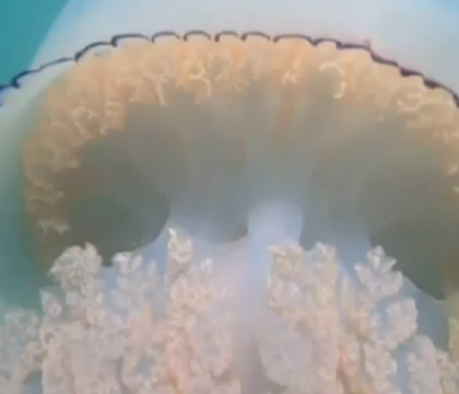 O meduza-gigant de 20 de kilograme a fost filmata in largul coastelor Marii Britanii. VIDEO