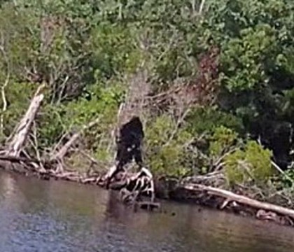 "Este cea mai clara dovada ca intr-adevar exista". Bigfoot, "fotografiat" de un american, la marginea unei ape "Este cea mai clara dovada ca intr-adevar exista". Bigfoot, "fotografiat" de un american, la marginea unei ape