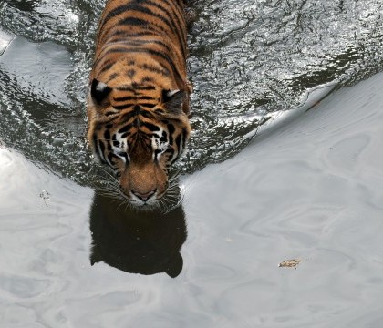 Un tigru de la Gradina Zoologica din Kiev, in depresie dupa ce a fost imbratisat cu forta de catre un barbat beat Un tigru de la Gradina Zoologica din Kiev, in depresie dupa ce a fost imbratisat cu forta de catre un barbat beat