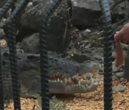 Un dresor de crocodili a fost atacat de reptila in timp ce incerca sa o hranesca Un dresor de crocodili a fost atacat de reptila in timp ce incerca sa o hranesca