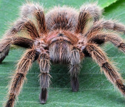 "Tarantula umana". Proiectul artistic prin care un model s-a transformat intr-un paianjen imens "Tarantula umana". Proiectul artistic prin care un model s-a transformat intr-un paianjen imens