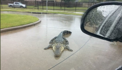 Aligatori pe strazile statului Texas, dupa ce uraganul Harvey a lovit - VIDEO/FOTO