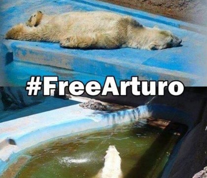 Povestea "celui mai trist animal din lume". Ursul polar Arturo se topeste de caldura intr-o gradina zoologica din Argentina Povestea "celui mai trist animal din lume". Ursul polar Arturo se topeste de caldura intr-o gradina zoologica din Argentina