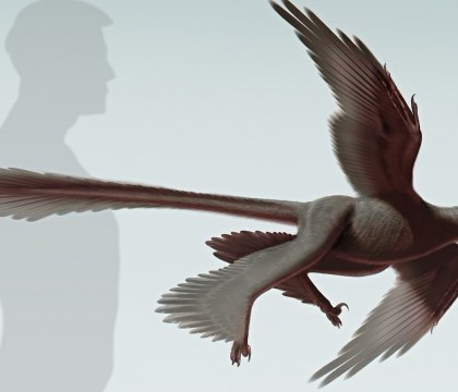 Scheletul unui dinozaur cu patru "aripi" si acoperit cu pene, descoperit in China Scheletul unui dinozaur cu patru "aripi" si acoperit cu pene, descoperit in China