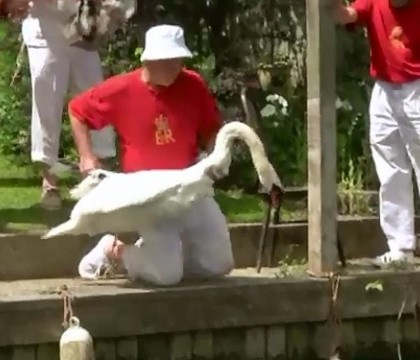 Traditie veche de 9 secole in Marea Britanie. Anual, supusii reginei merg sa numere lebedele de pe raul Tamisa Traditie veche de 9 secole in Marea Britanie. Anual, supusii reginei merg sa numere lebedele de pe raul Tamisa