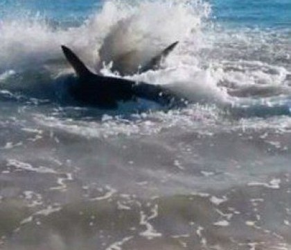 Imagini incredibile surprinse in Australia. Ce s-a intamplat cu un rechin, dupa ce a atacat un leu de mare. VIDEO Imagini incredibile surprinse in Australia. Ce s-a intamplat cu un rechin, dupa ce a atacat un leu de mare. VIDEO