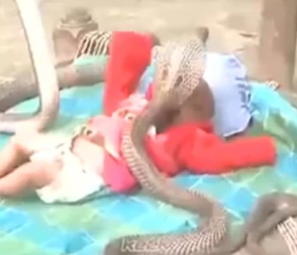 Imaginile care au ingrozit internetul. Un bebelus de numai cateva luni doarme inconjurat de patru serpi cobra Imaginile care au ingrozit internetul. Un bebelus de numai cateva luni doarme inconjurat de patru serpi cobra