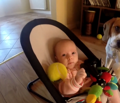 Cum se revanseaza un caine dupa ce fura jucaria unui bebelus. VIDEO cu peste un milion de vizualizari Cum se revanseaza un caine dupa ce fura jucaria unui bebelus. VIDEO cu peste un milion de vizualizari