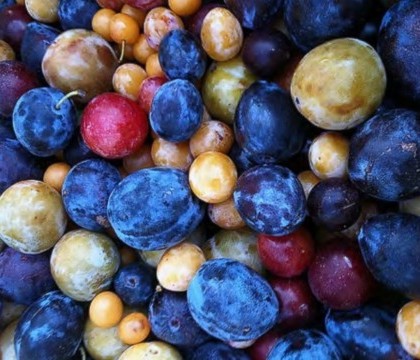 "Tree Of 40 Fruit", pomul care face 40 de tipuri de fructe. Cum arata experimentul surprinzator al unui american "Tree Of 40 Fruit", pomul care face 40 de tipuri de fructe. Cum arata experimentul surprinzator al unui american