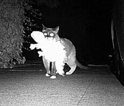 Au observat ca le dispar lucruri din casa si au instalat o camera ascunsa. Cine era hotul misterios Au observat ca le dispar lucruri din casa si au instalat o camera ascunsa. Cine era hotul misterios