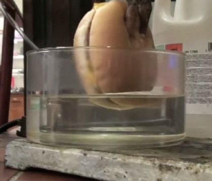 Ce se intampla cu un cheeseburger atunci cand ajunge in stomac. Imaginile care v-ar putea face sa nu mai mancati niciodata asa ceva