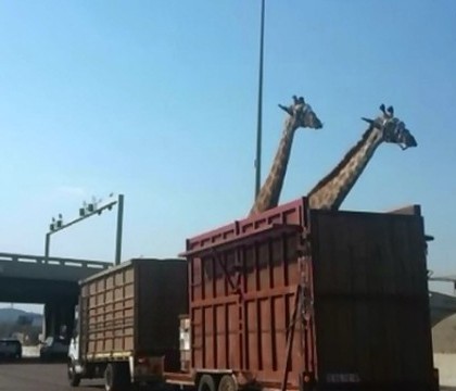 O girafa transportata la o ferma intr-un camion s-a lovit cu capul de un pod si a murit. O soferita a surprins incidentul O girafa transportata la o ferma intr-un camion s-a lovit cu capul de un pod si a murit. O soferita a surprins incidentul