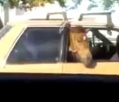 Individul care a atacat cortegiul Angelei Merkel, condamnat la ani grei de inchisoare Individul care a atacat cortegiul Angelei Merkel, condamnat la ani grei de inchisoare