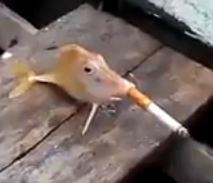 Gluma care a atras acuzatii de cruzime impotriva animalelor. Cum arata pestele care fumeaza Gluma care a atras acuzatii de cruzime impotriva animalelor. Cum arata pestele care fumeaza