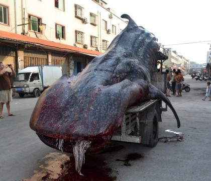 Un pescar din China a capturat un rechin balena de 2 tone. Specia este una pe cale de disparitie Un pescar din China a capturat un rechin balena de 2 tone. Specia este una pe cale de disparitie