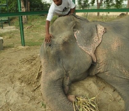 Elefantul Raju, care a plans atunci cand a fost salvat, este in sfarsit fericit, in libertate: "Nu stia sa se poarte ca un elefant" Elefantul Raju, care a plans atunci cand a fost salvat, este in sfarsit fericit, in libertate: "Nu stia sa se poarte ca un elefant"