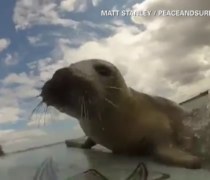 Un pui de foca vrea surfing. Aparitie neasteptata pentru doi britanici care erau cu placa pe mare