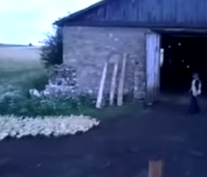 Imaginile care au cucerit internetul. Reactia acestor rate in momentul in care fermierul striga la ele. VIDEO Imaginile care au cucerit internetul. Reactia acestor rate in momentul in care fermierul striga la ele. VIDEO