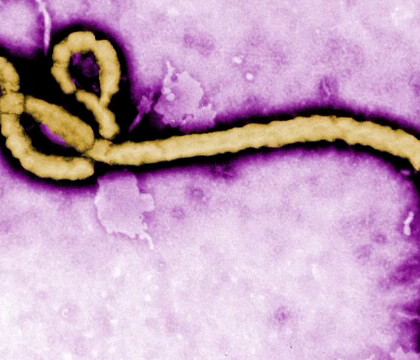Un vaccin impotriva Ebola ar putea sa apara anul viitor. Anuntul facut de OMS Un vaccin impotriva Ebola ar putea sa apara anul viitor. Anuntul facut de OMS