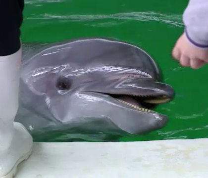 FOTO. Delfin cu doua capete adus de valuri pe o plaja din Turcia. Cum arata creatura bizara FOTO. Delfin cu doua capete adus de valuri pe o plaja din Turcia. Cum arata creatura bizara