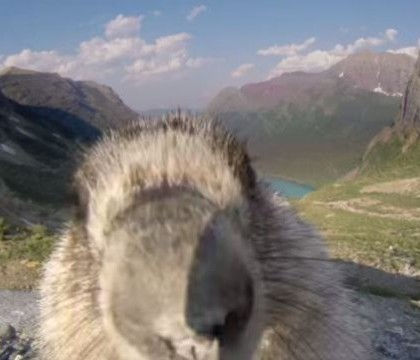 VIDEO. Aparitie surprinzatoare in cadru. O marmota "inspecteaza" camera celor de la Greenpeace, pe cand aceasta inregistra VIDEO. Aparitie surprinzatoare in cadru. O marmota "inspecteaza" camera celor de la Greenpeace, pe cand aceasta inregistra