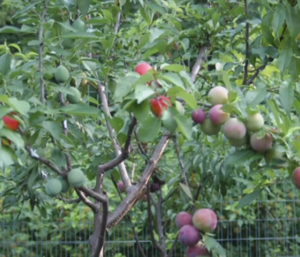 Cum arata pomul care da 40 de tipuri diferite de fructe. Un exemplar este vindut cu 30.000 de dolari Cum arata pomul care da 40 de tipuri diferite de fructe. Un exemplar este vindut cu 30.000 de dolari
