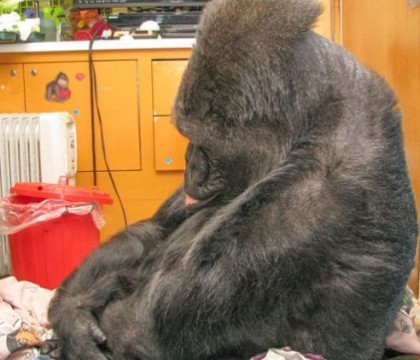 Moment emotionant. Ce a facut Koko, prietena gorila a lui Robin Williams, atunci cand a aflat ca actorul a murit