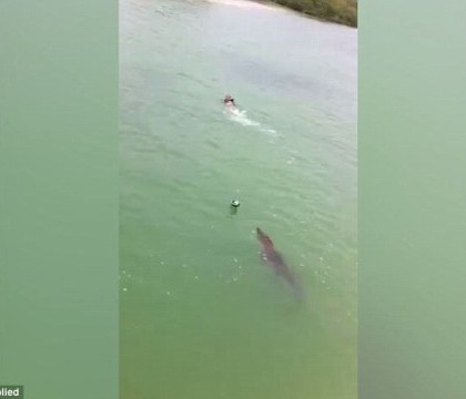 VIDEO. Scene terifiante in care un crocodil porneste in urmarirea unui inotator. Cum se termina "aventura" VIDEO. Scene terifiante in care un crocodil porneste in urmarirea unui inotator. Cum se termina "aventura"