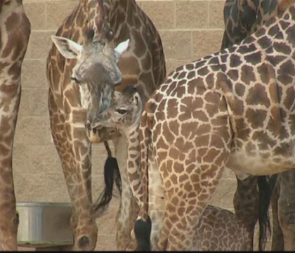 Cea mai "pofticioasa" girafa se afla la Gradina Zoologica din Houston. Ce a facut cand a fost prezentata publicului