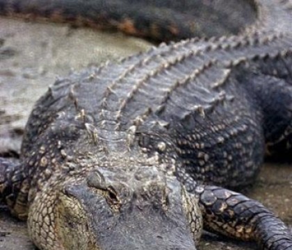 Captura record in Statele Unite. O familie din Alabama a prins un crocodil care cantareste peste 450 de kilograme Captura record in Statele Unite. O familie din Alabama a prins un crocodil care cantareste peste 450 de kilograme