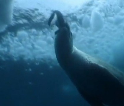 Cum arata pinguinul mutant "blond", descoperit in Antarctica. VIDEO Cum arata pinguinul mutant "blond", descoperit in Antarctica. VIDEO
