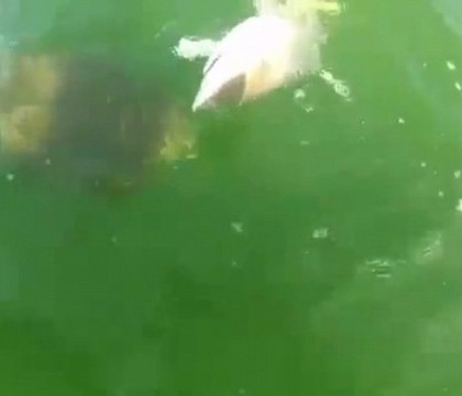 VIDEO. Momentul in care un peste inghite un rechin. Pescarii au filmat totul