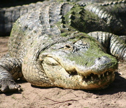 Ce au descoperit oamenii in stomacul celui mai mare aligator capturat acum o saptamana, in Statele Unite Ce au descoperit oamenii in stomacul celui mai mare aligator capturat acum o saptamana, in Statele Unite