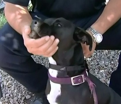 Catelusa ratacita pe autostrada, salvata de catre soferi. Oamenii au format un ambuteiaj pentru a o directiona spre margine Catelusa ratacita pe autostrada, salvata de catre soferi. Oamenii au format un ambuteiaj pentru a o directiona spre margine