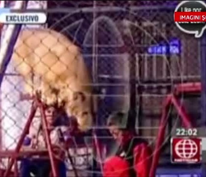 IMAGINI SOCANTE. O profesoara din Peru a fost la un pas de moarte, dupa ce a vrut sa le arate elevilor cat de docil e un leu IMAGINI SOCANTE. O profesoara din Peru a fost la un pas de moarte, dupa ce a vrut sa le arate elevilor cat de docil e un leu