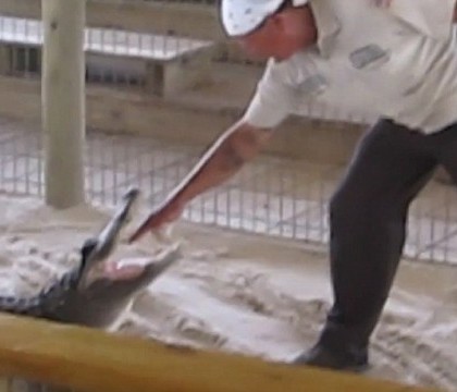 Un ingrijitor de animale din SUA si-a bagat mana in gura unui crocodil. Ce s-a intamplat mai departe Un ingrijitor de animale din SUA si-a bagat mana in gura unui crocodil. Ce s-a intamplat mai departe