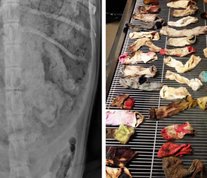 Un veterinar a gasit 43 de sosete in stomacul unui caine. Patrupedul a fost operat si acum se simte bine Un veterinar a gasit 43 de sosete in stomacul unui caine. Patrupedul a fost operat si acum se simte bine