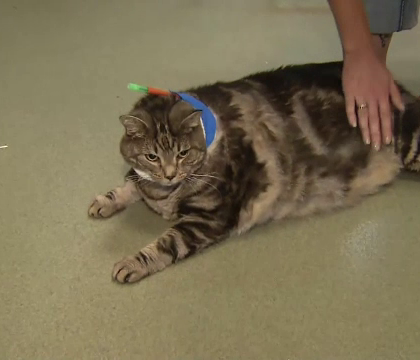 Un motan de 17 kilograme isi cauta o noua casa. Motivul pentru care a fost abandonat de catre fosta stapana Un motan de 17 kilograme isi cauta o noua casa. Motivul pentru care a fost abandonat de catre fosta stapana