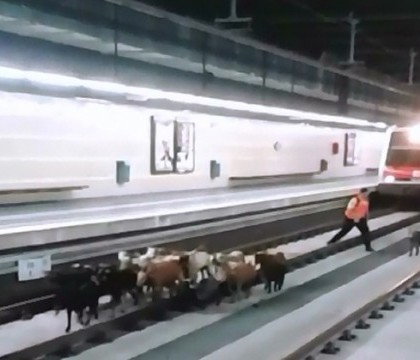 Circulatia la metrou, intr-un oras din Spania, data peste cap de o turma de capre. Cum au ajuns animalele pe sine Circulatia la metrou, intr-un oras din Spania, data peste cap de o turma de capre. Cum au ajuns animalele pe sine